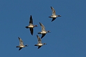 Wigeon